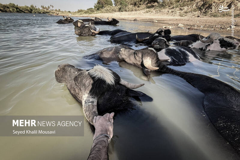 عکس/ زندگی در کنار گاومیشها