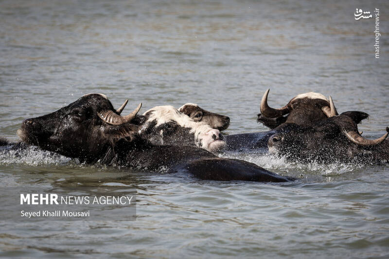 عکس/ زندگی در کنار گاومیشها