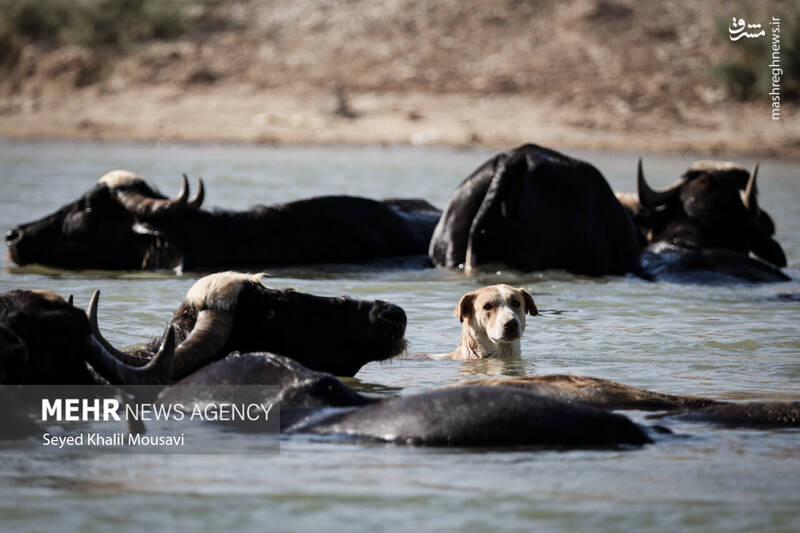 عکس/ زندگی در کنار گاومیشها