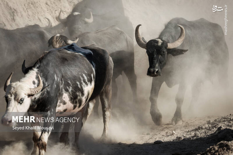 عکس/ زندگی در کنار گاومیشها