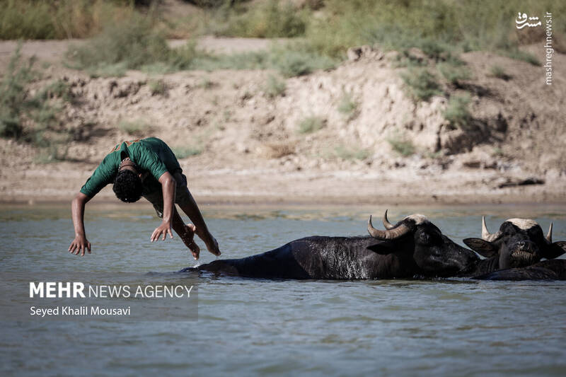 عکس/ زندگی در کنار گاومیشها