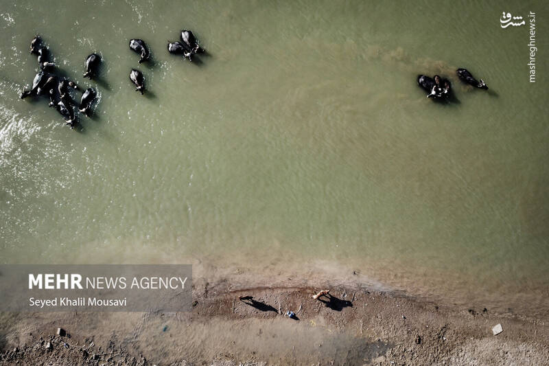 عکس/ زندگی در کنار گاومیشها