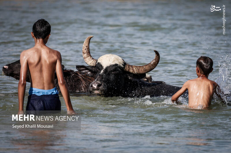 عکس/ زندگی در کنار گاومیشها