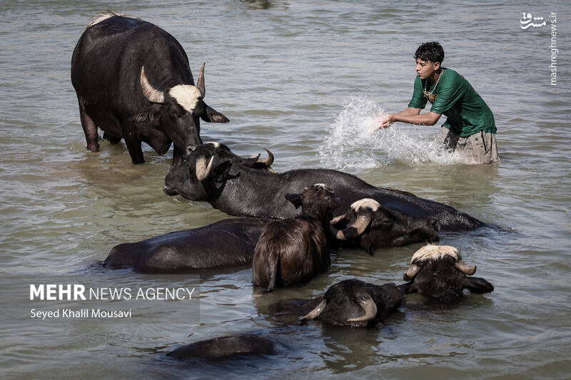 عکس/ زندگی در کنار گاومیشها