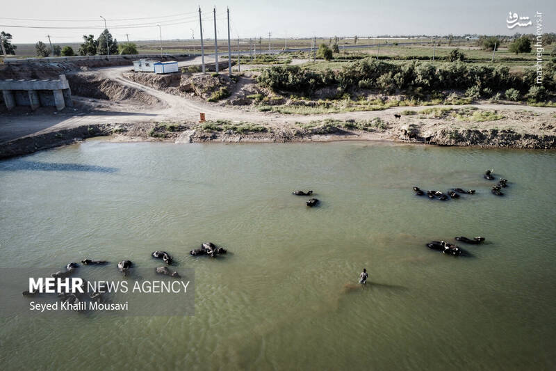 عکس/ زندگی در کنار گاومیشها