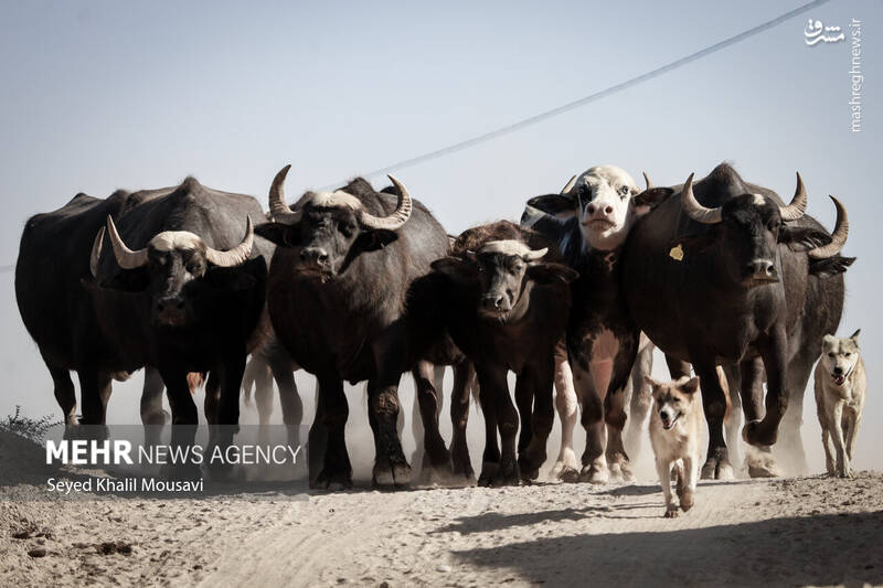 عکس/ زندگی در کنار گاومیشها