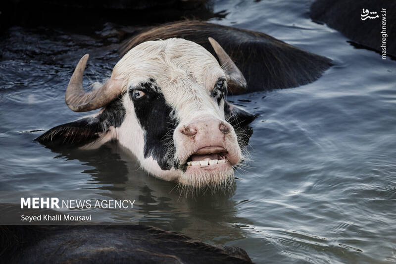 عکس/ زندگی در کنار گاومیشها