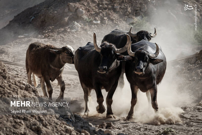 عکس/ زندگی در کنار گاومیشها