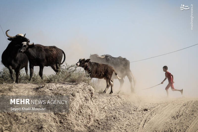 عکس/ زندگی در کنار گاومیشها
