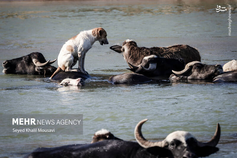 عکس/ زندگی در کنار گاومیشها