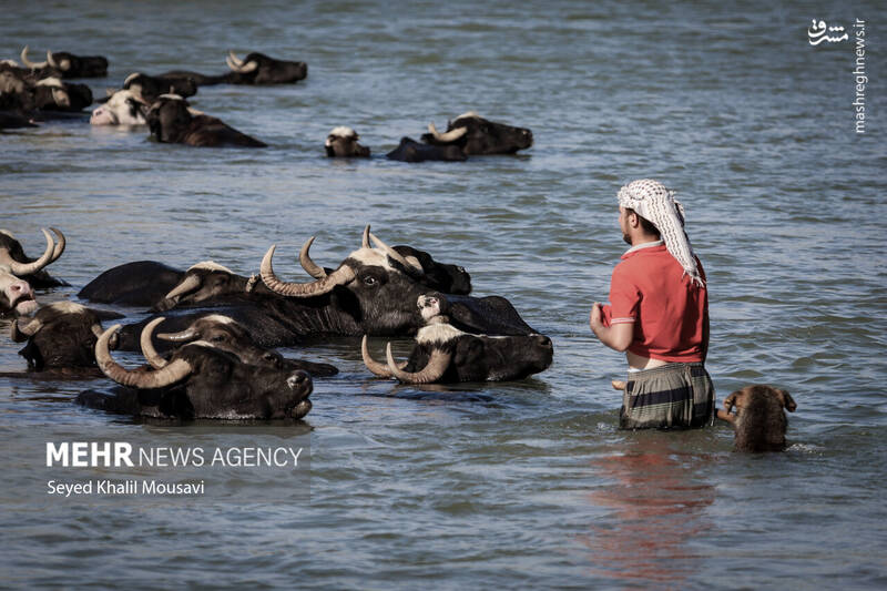 عکس/ زندگی در کنار گاومیشها