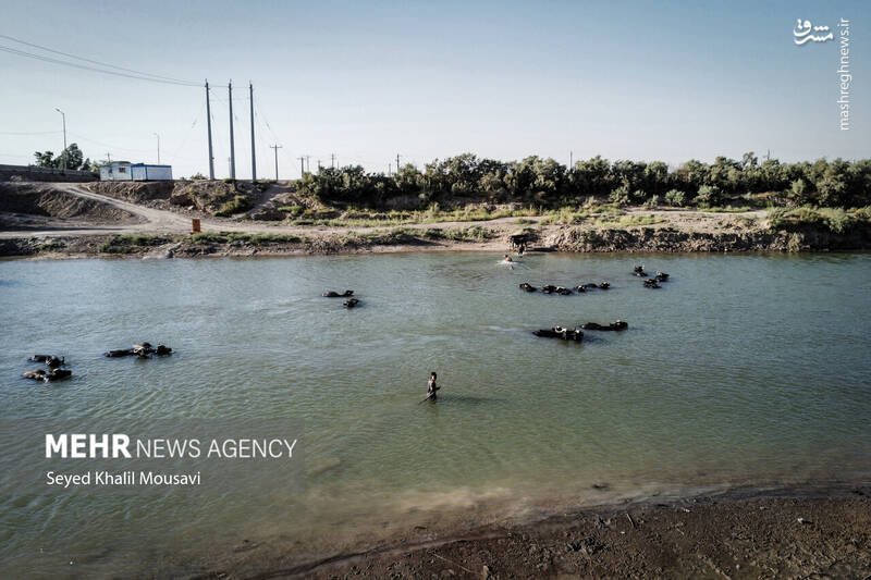 عکس/ زندگی در کنار گاومیشها