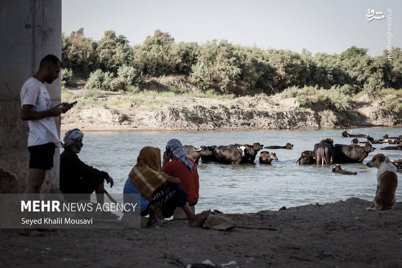 عکس/ زندگی در کنار گاومیشها