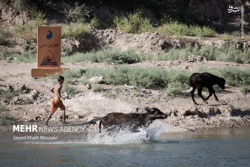 عکس/ زندگی در کنار گاومیشها