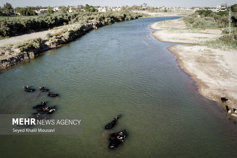 عکس/ زندگی در کنار گاومیشها