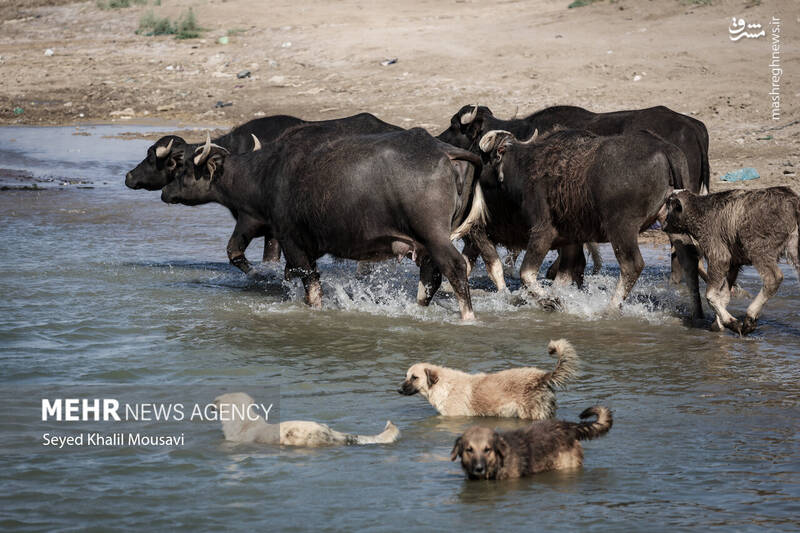 عکس/ زندگی در کنار گاومیشها