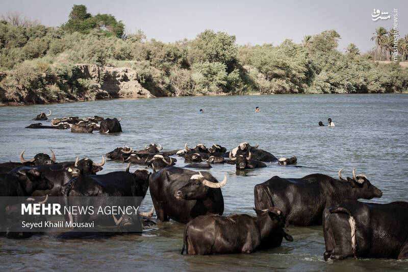 عکس/ زندگی در کنار گاومیشها
