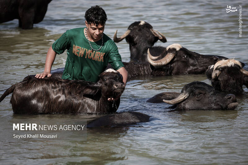 عکس/ زندگی در کنار گاومیشها