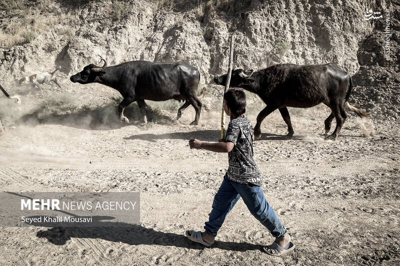 عکس/ زندگی در کنار گاومیشها