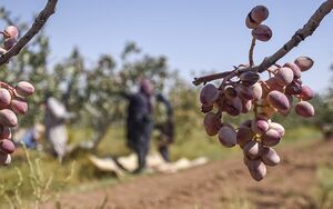 برداشت پسته از باغات خراسان‌شمالی