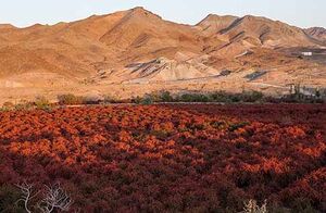 بزرگ‌ترین باغ زرشکی جهان