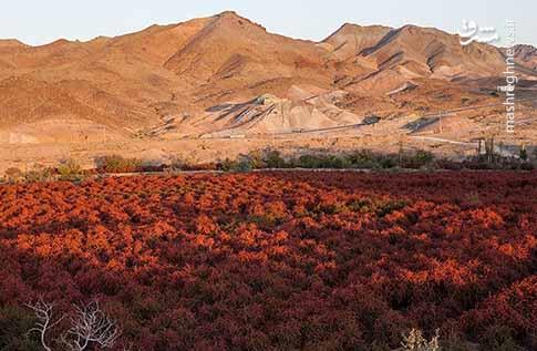 بزرگ‌ترین باغ زرشکی جهان