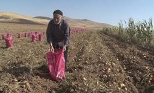 فیلم/ کمک ۲ میلیاردی کشاورز همدانی به مردم مظلوم لبنان