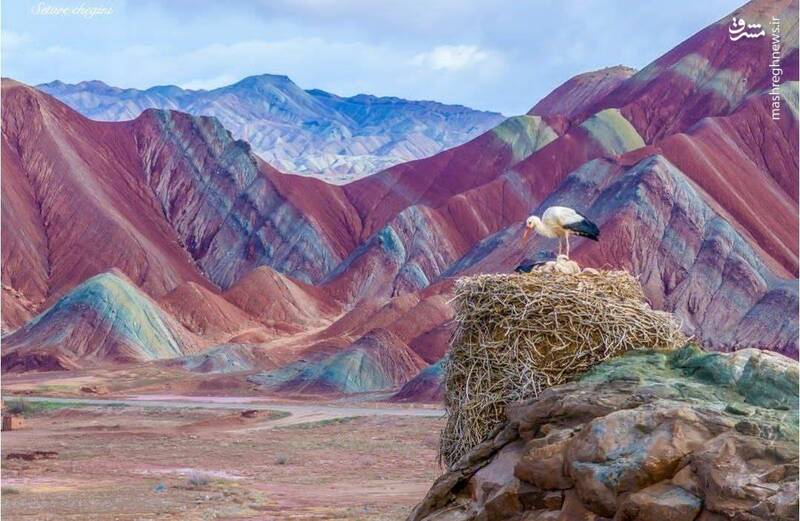 لک‌لک‌ها بر فراز  آلا داغلار در شهرستان ماهنشان +تصویر