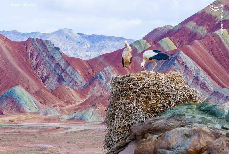 لک‌لک‌ها بر فراز  آلا داغلار در شهرستان ماهنشان +تصویر