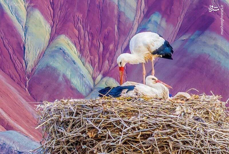 لکلکها بر فراز آلا داغلار در شهرستان ماهنشان +تصویر