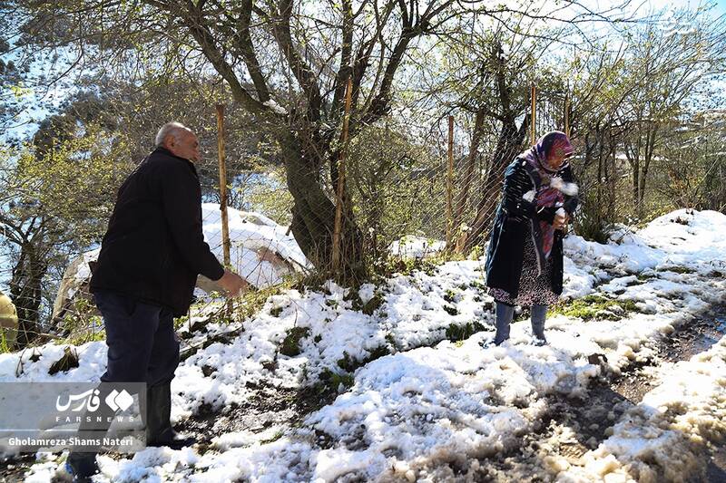 عکس/ برف پاییزی در کوهستان چالوس