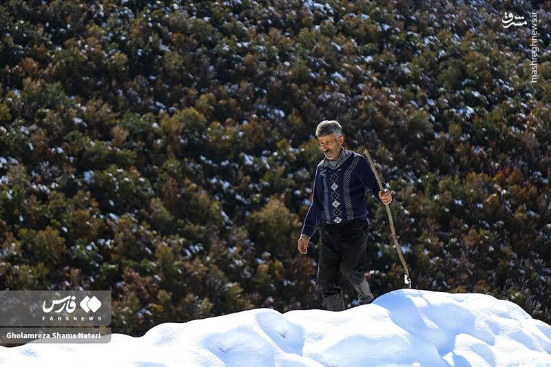 عکس/ برف پاییزی در کوهستان چالوس