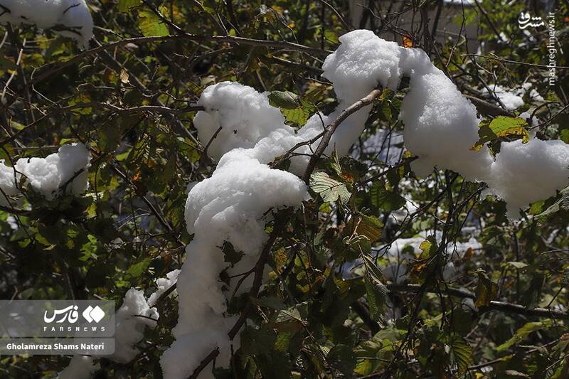 عکس/ برف پاییزی در کوهستان چالوس