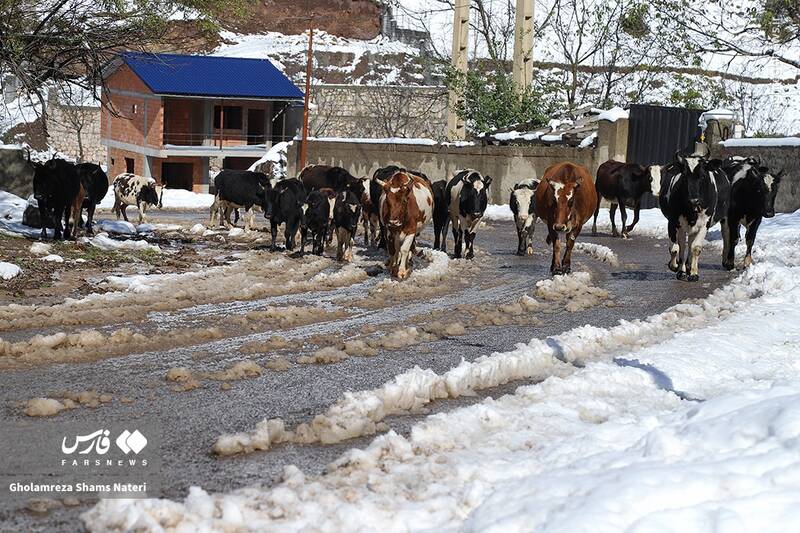 عکس/ برف پاییزی در کوهستان چالوس
