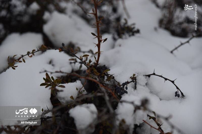 عکس/ نخستین برف پاییزی در گلستان