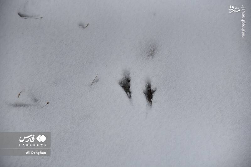 عکس/ نخستین برف پاییزی در گلستان
