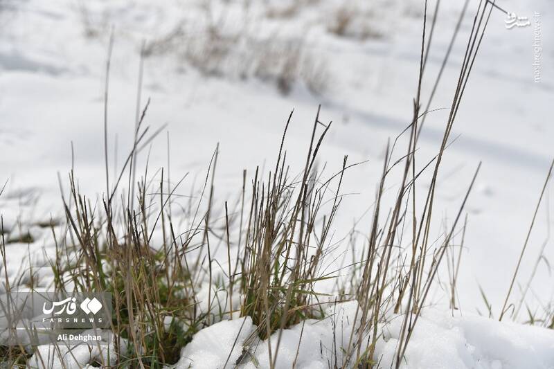 عکس/ نخستین برف پاییزی در گلستان