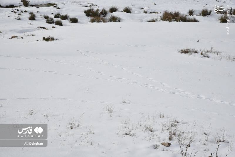 عکس/ نخستین برف پاییزی در گلستان