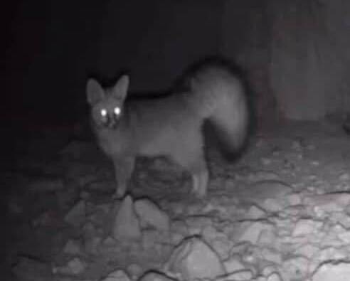 ثبت یک گونه کمیاب جانوری ایران؛ شاهروباه در خرمآباد