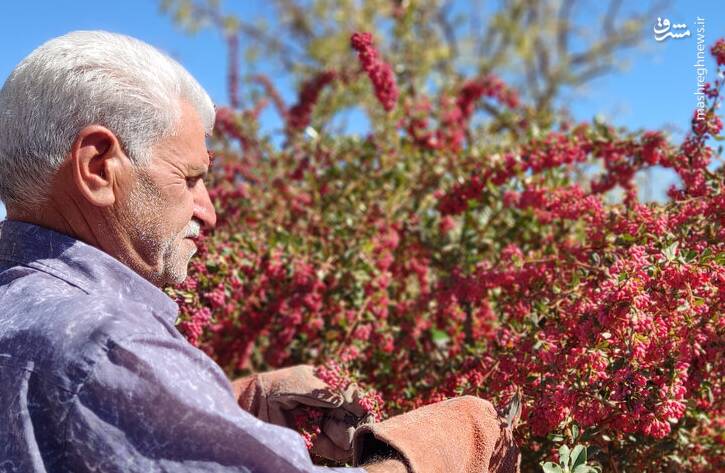 زرشك،هكتار،خراسان