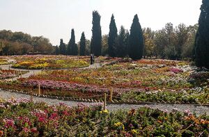 جشنواره گل‌های داوودی در تهران