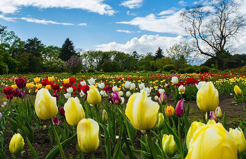 سفر به تورنتو از تهران و تجربه تماشای باغهای گیاهشناسی تورنتو