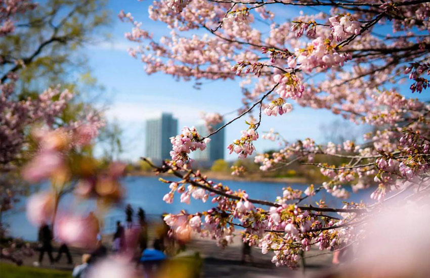 سفر به تورنتو از تهران و تجربه تماشای باغهای گیاهشناسی تورنتو