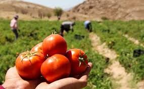 برداشت گوجه‌فرنگی‌ در جنوب استان فارس