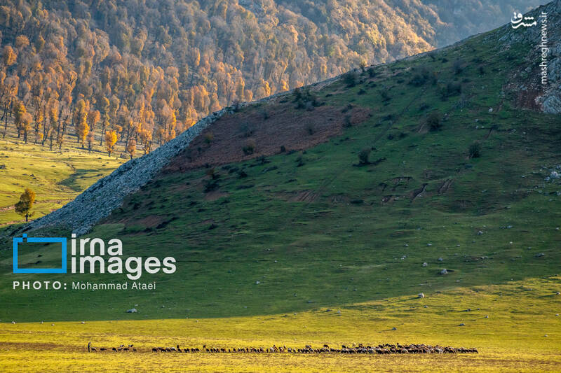 عکس/ پاییز دشت "مرکوه"