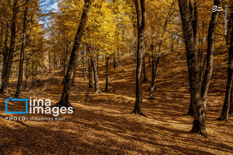 عکس/ پاییز دشت "مرکوه"