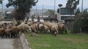 برخورد خودرو با گله گوسفند در روستای ژارئاوا