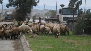 برخورد خودرو با گله ی گوسفند در روستای ژارئاوا