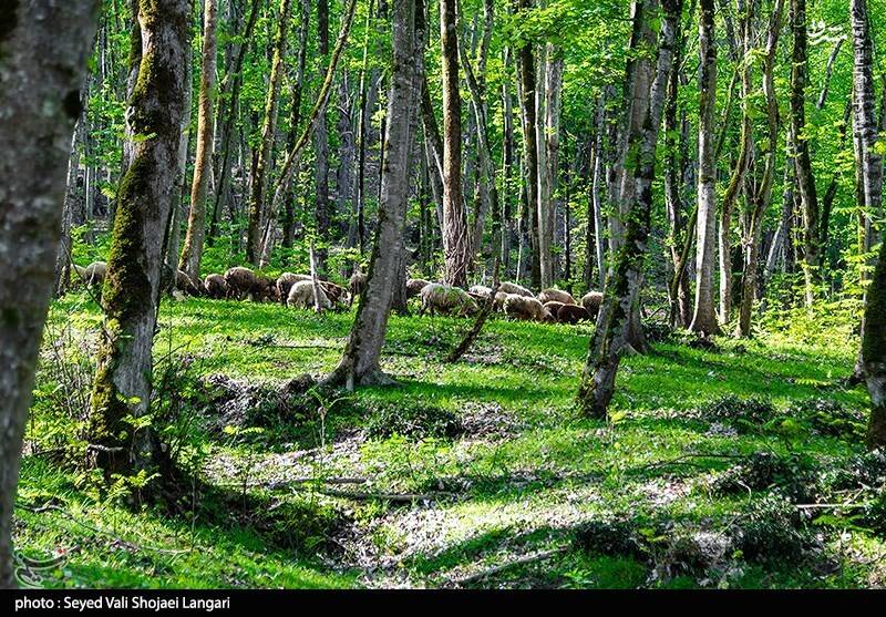 بیرحمی قاچاقچیان چوب با کتزنی درختان +فیلم