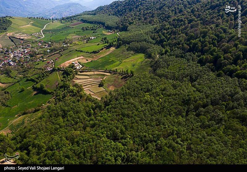 بیرحمی قاچاقچیان چوب با کتزنی درختان +فیلم